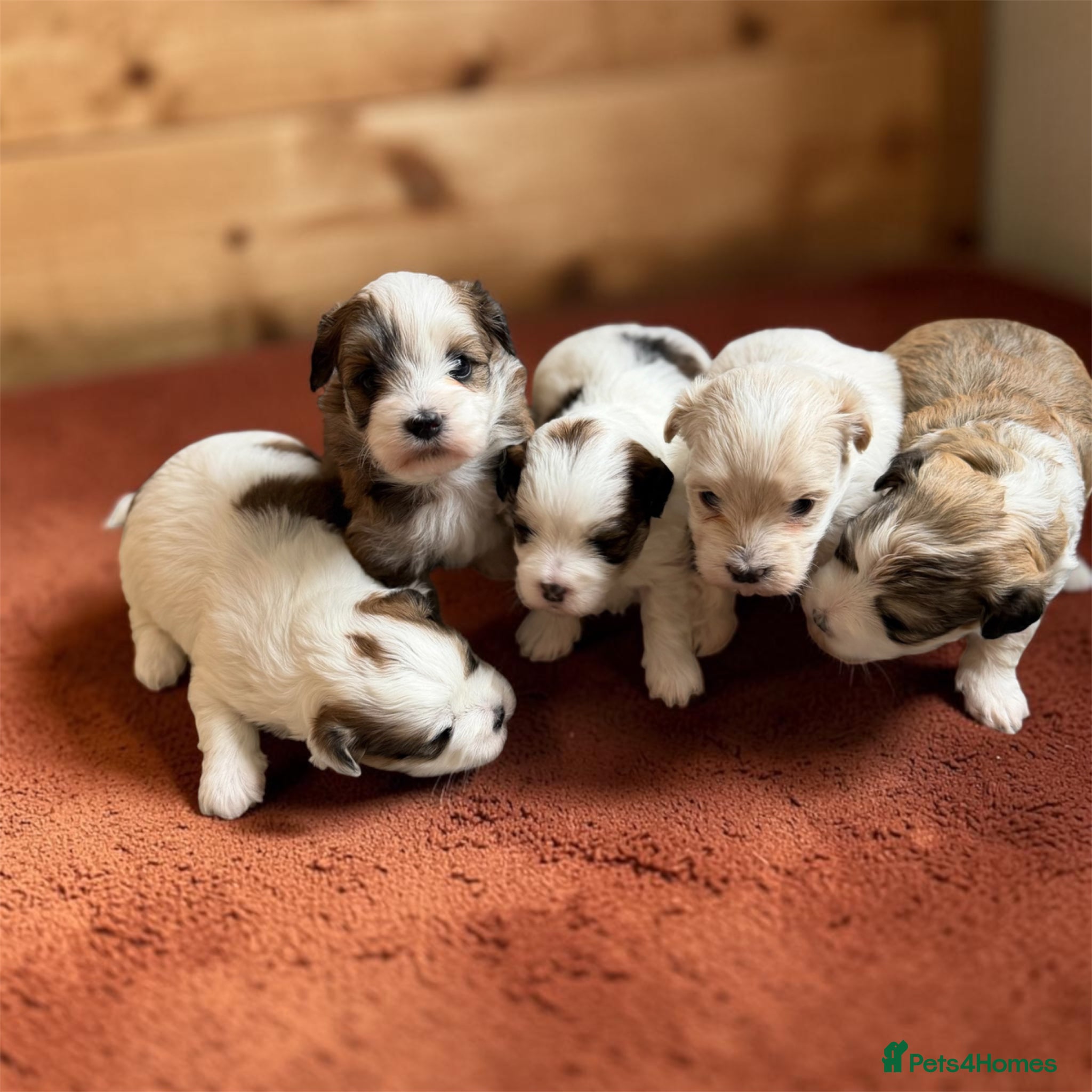 Havanese dogs Pure KC Havanese from 5 star licensed breeder  - Advert 1