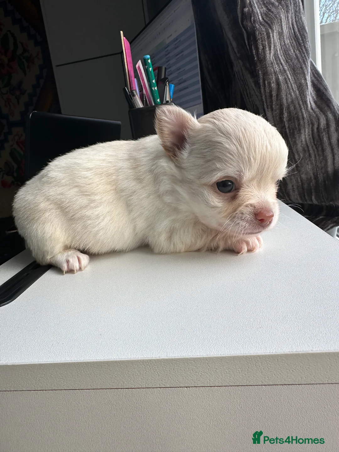 Chihuahua dogs for sale: 🥰Gorgeous Long-Coat chihuahua puppies  - Advert 12