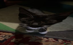 Savannah cats for sale: Sooty the sweetest Savannah cross - Image 5