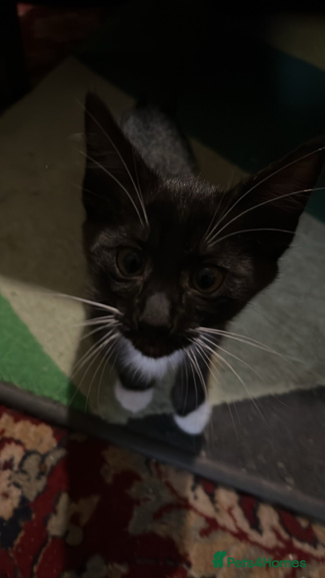 Savannah cats for sale: Sooty the sweetest Savannah cross - Image 5