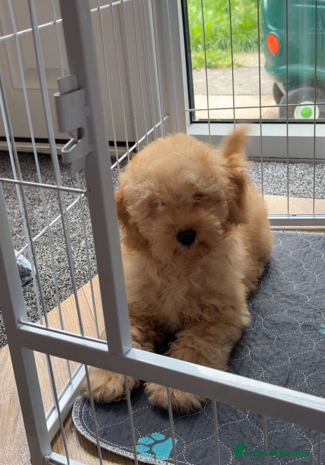 Toy Poodle dogs Male toy poodle - Advert 9
