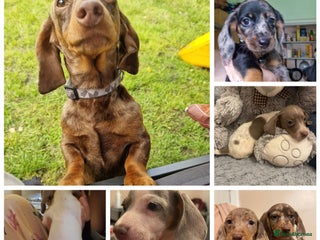 Miniature Dachshund dogs Miniature dachshund - Advert 4