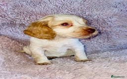 Cocker Spaniel dogs for sale: Cocker Spaniel Pups  - Image 5
