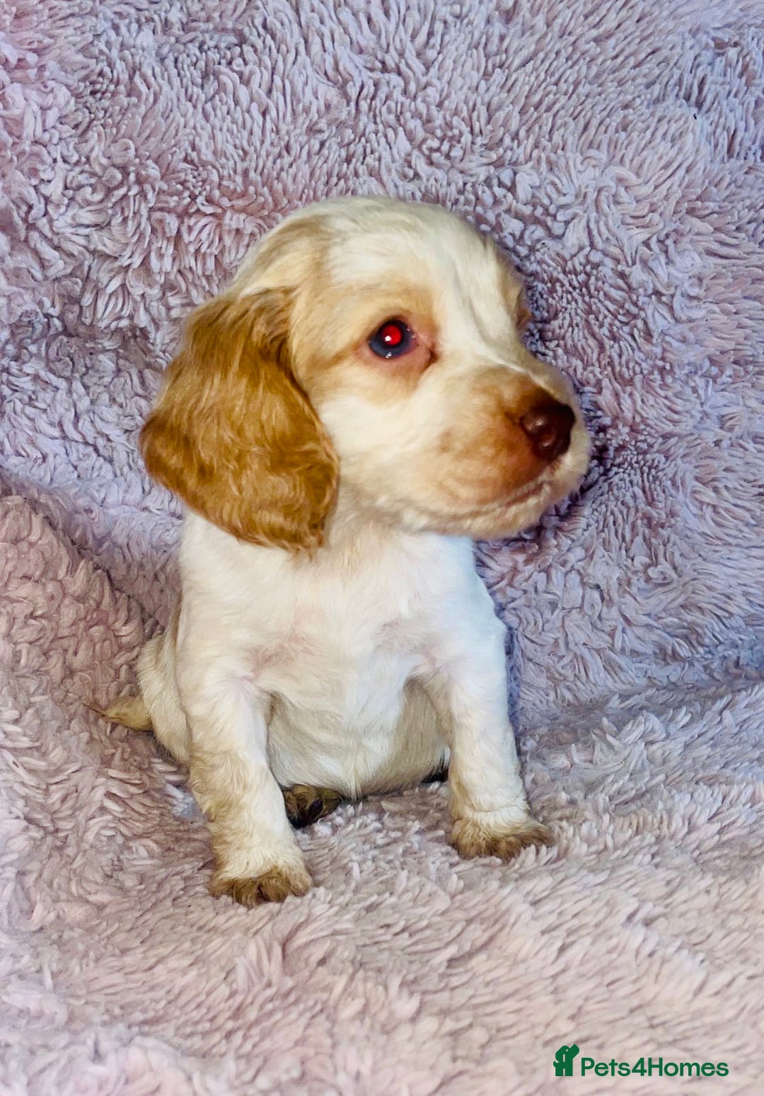 Cocker Spaniel dogs for sale: Cocker Spaniel Pups  - Image 5