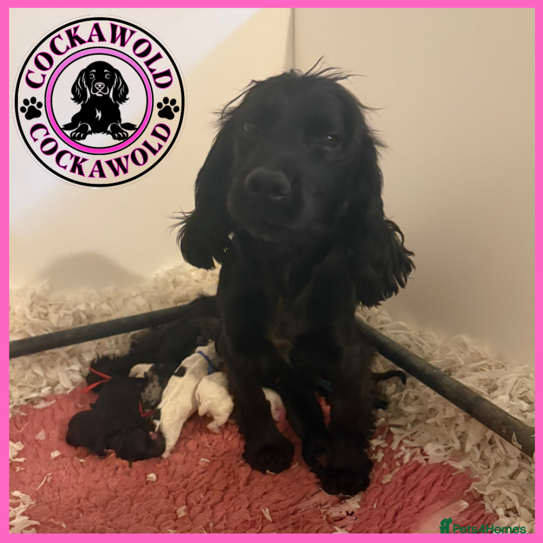 Cockapoo dogs for sale: Ready to Leave: F1 Cockapoo Puppies - Image 12