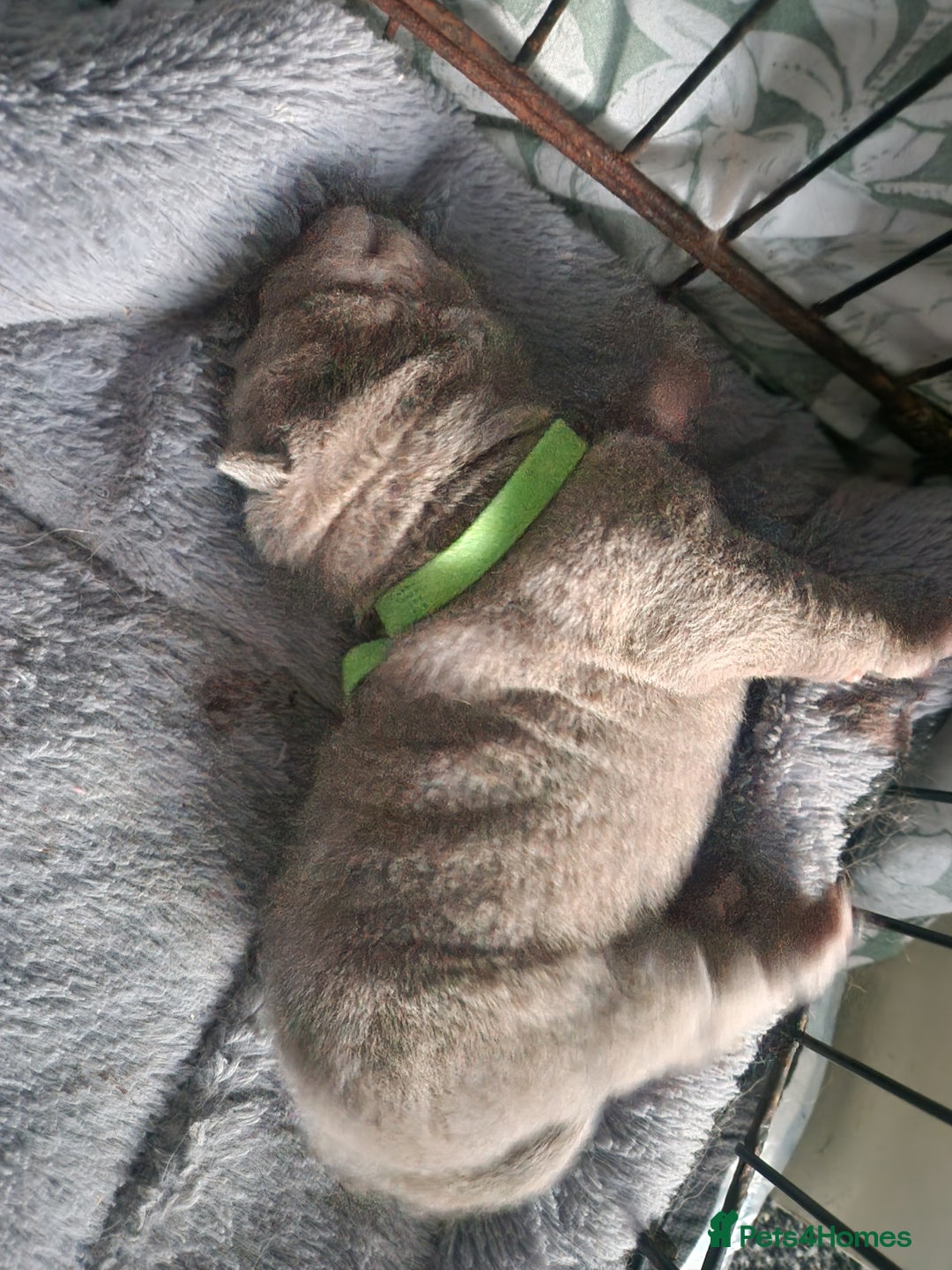Shar Pei dogs for sale: Male Shar peis - Image 27