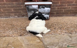 English Springer Spaniel dogs for sale: English springer spaniel working puppies  - Image 10