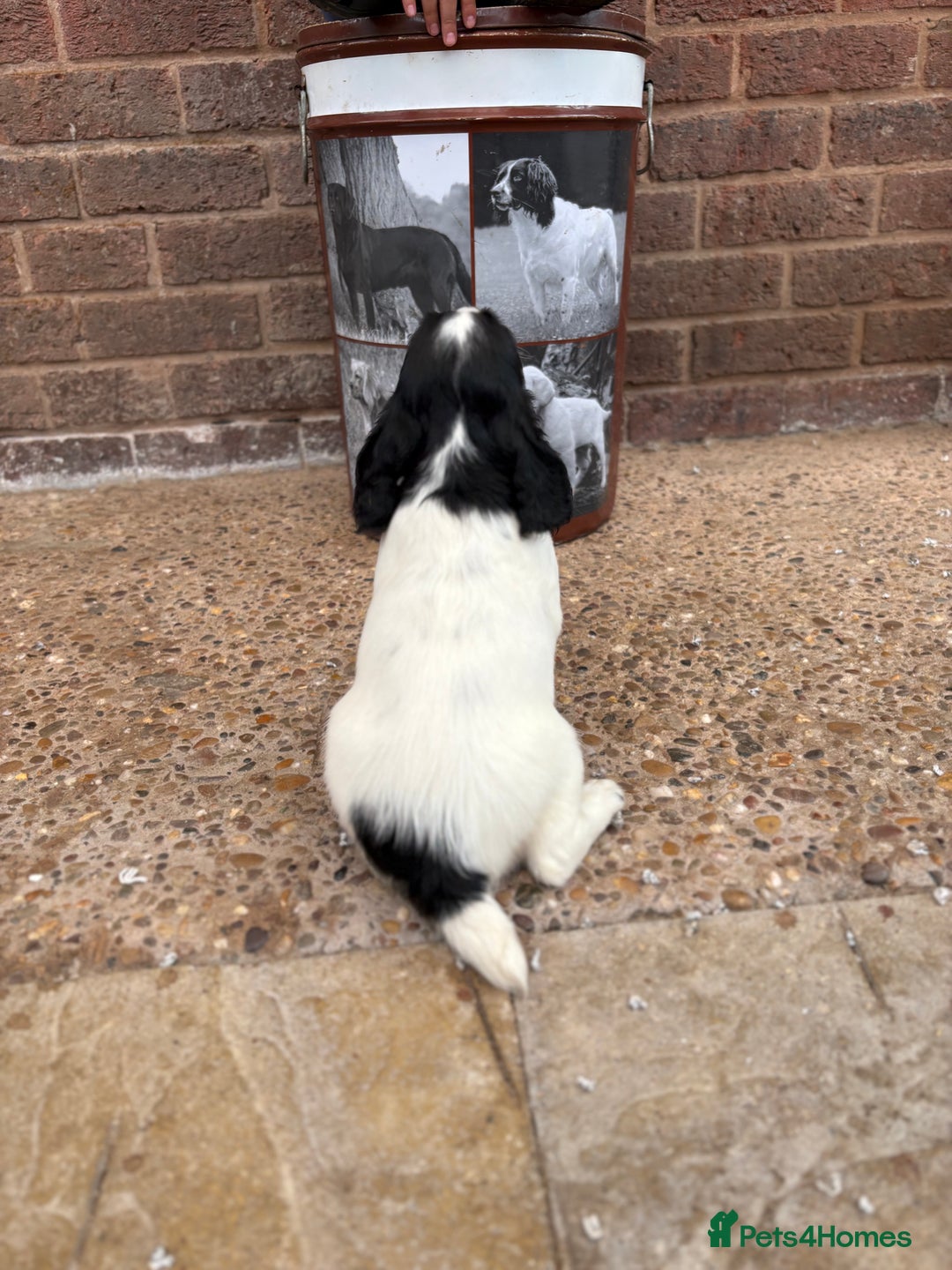 English Springer Spaniel dogs for sale: English springer spaniel working puppies  - Image 10