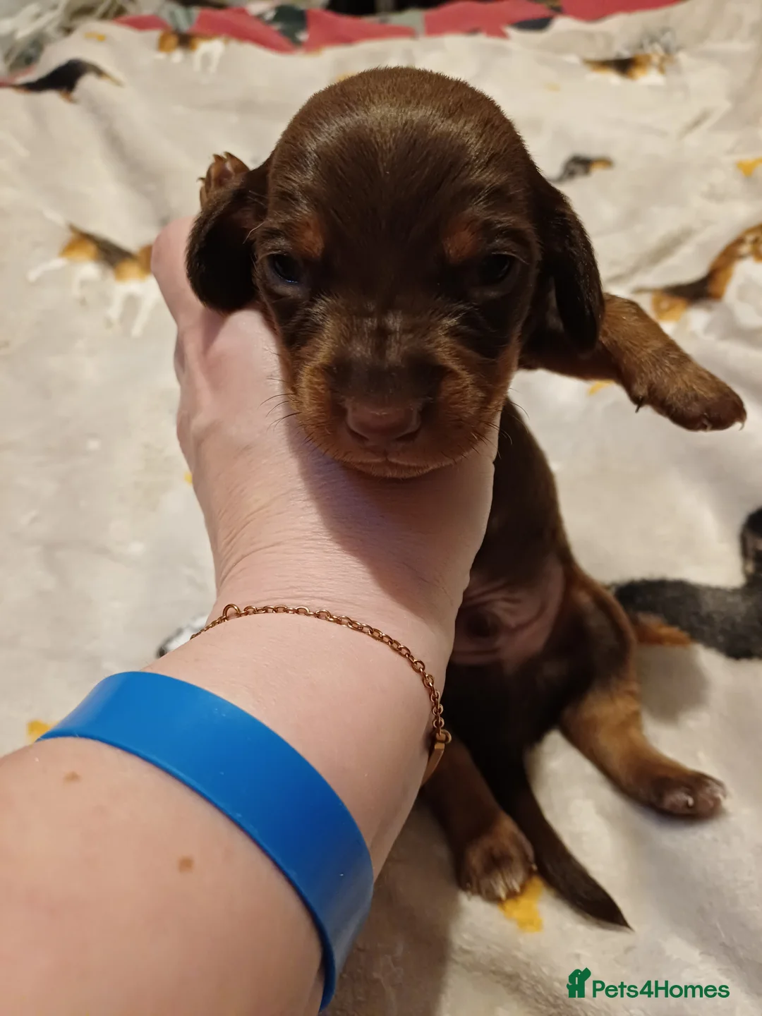 Dachshund dogs for sale: For sale miniature dachshund puppies  - Advert 9