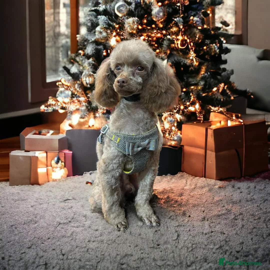 Toy Poodle dogs for stud: Stunning Chocolate Toy Poodle  in Stafford - Advert 21