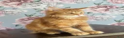 Maine Coon cats for sale: TICA Maine Coon Kittens - Advert 19
