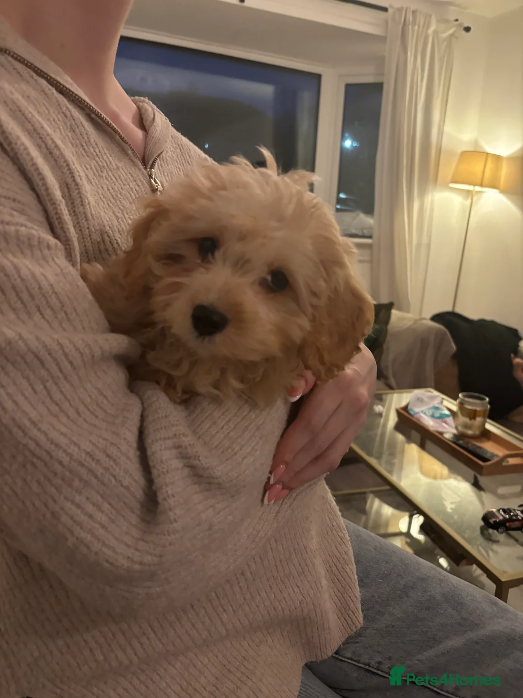 Cockapoo dogs for sale: Cockapoo puppies  - Advert 1