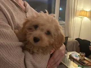 Cockapoo dogs Cockapoo puppies - Advert 10