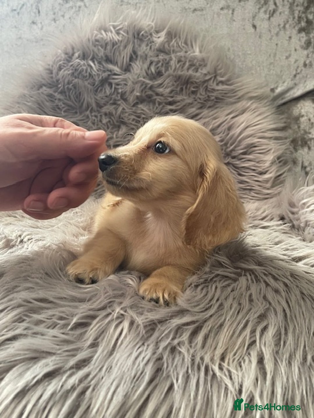 Dachshund dogs for sale: cream KC long haired miniature dachshunds for sale - Image 22