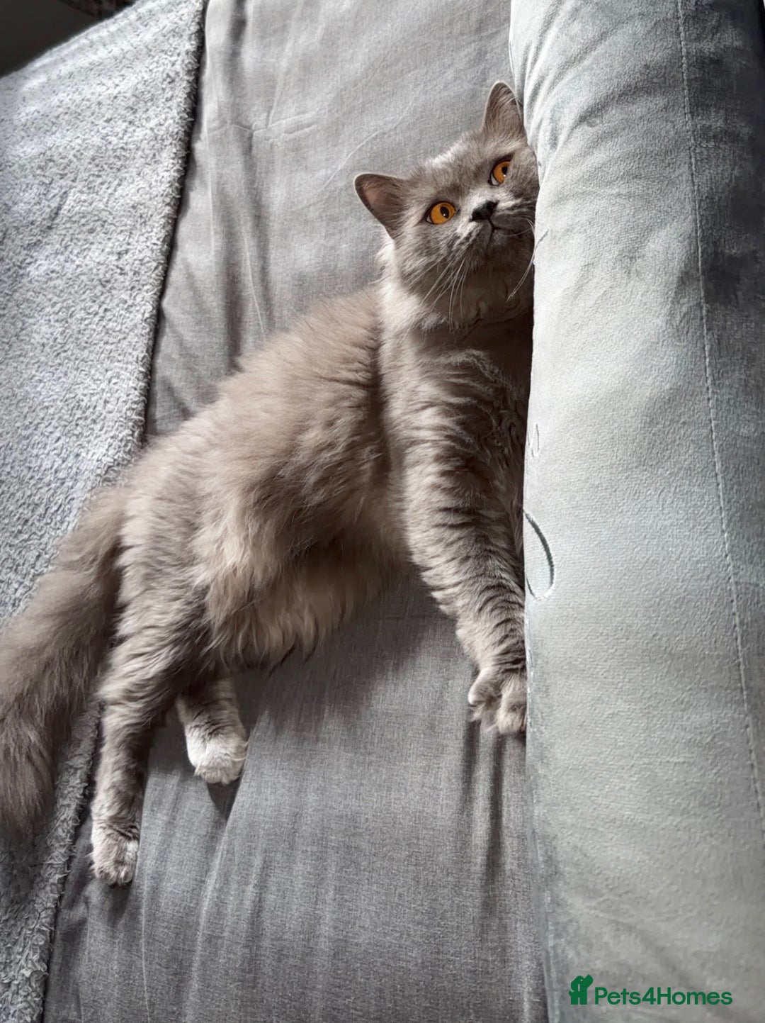 British Longhair cats for sale: Two male British Longhairs (Siblings) - Advert 3