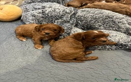 Cavapoo dogs for sale: Merlesque ⭐️⭐️⭐️⭐️⭐️F1 Cavapoos 200 DNA - Image 36