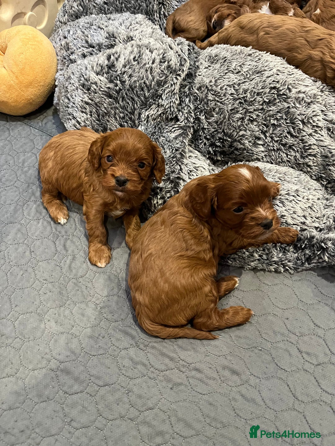Cavapoo dogs for sale: Merlesque ⭐️⭐️⭐️⭐️⭐️F1 Cavapoos 200 DNA - Image 36