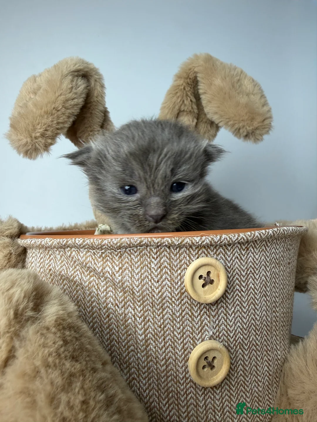 Ragcoon cats for sale: 🤍 RAGDOLL X MC KITTENS | HEALTH-TESTED PARENTS - Advert 19