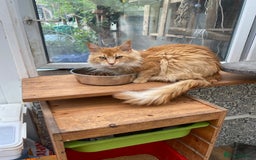 Maine Coon cats for sale: White Maine Coon boy  - Image 10