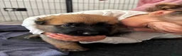 Mixed Breed dogs for sale: Malinois x GSD Puppies ONLY 2 Males Ready To Leave - Advert 37