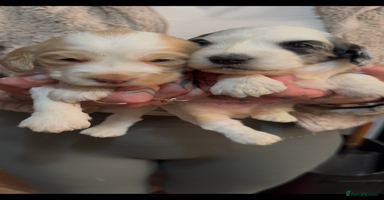 Cockapoo dogs - Advert 9