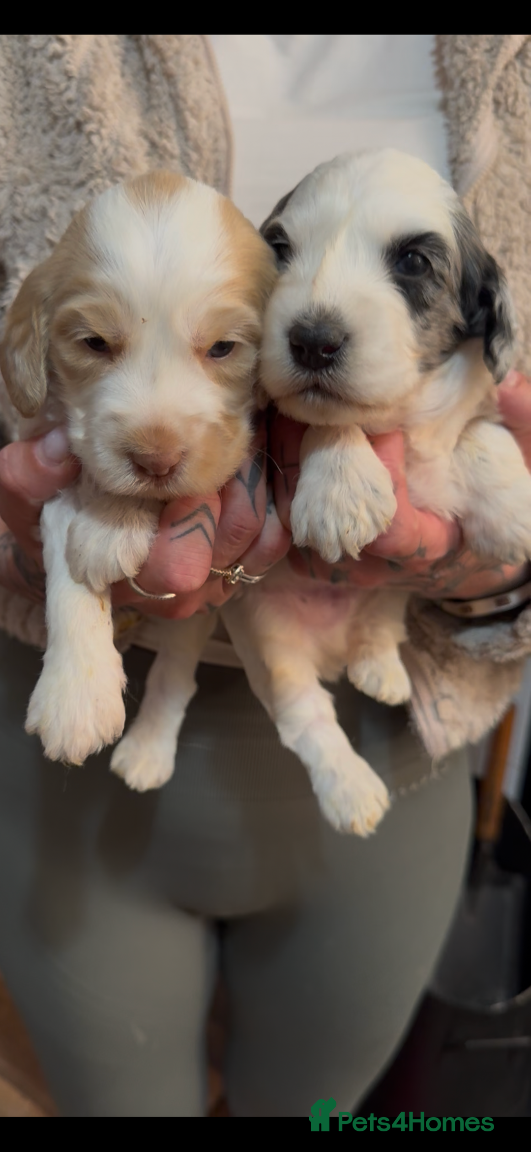 Cockapoo dogs for sale: Beautiful litter of parti and solid Cockapoos - Image 3