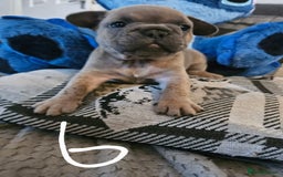 French Bulldog dogs for sale: Beautiful french bulldog puppies  - Image 8