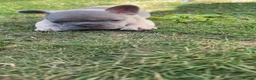 French Bulldog dogs for sale: French bull dog puppies 😍😍 KC REGISTERED  - Advert 20