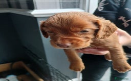 Cocker Spaniel dogs for sale: Working spaniels  - Image 12