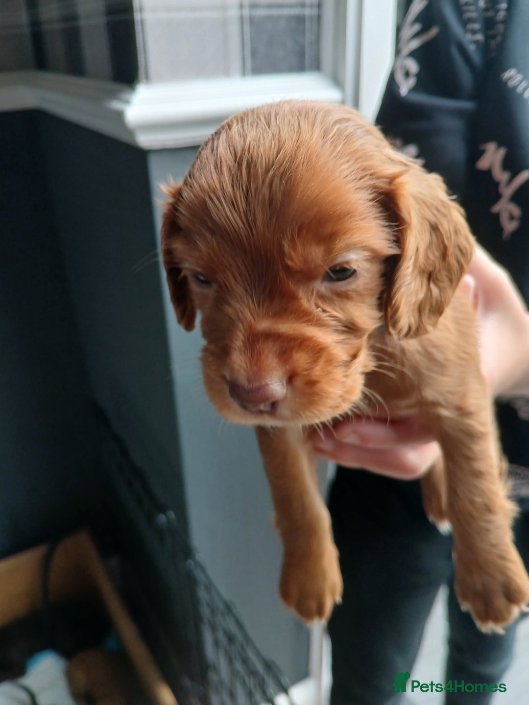 Cocker Spaniel dogs for sale: Working spaniels  - Image 12
