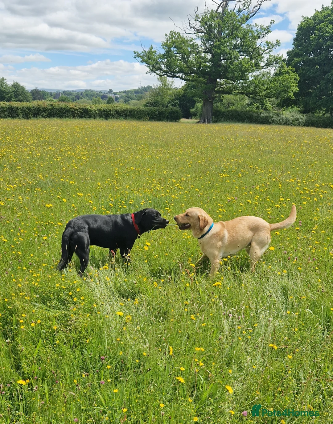 Labrador Retriever dogs for stud: Unproven Labrador Stud NO FEE. KC reg/BVA screened in Brecon - Advert 23