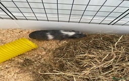 Guinea Pig rodents for sale: Female bonded trio  - Image 3