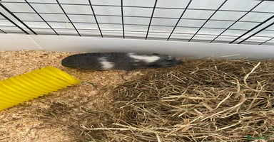 Guinea Pig rodents - Advert 9