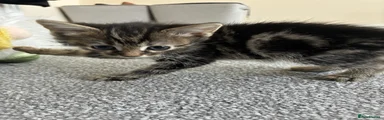 Norwegian Forest Cat Kitten 4