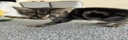 Norwegian Forest Cat cats for sale: Mixed breed kittens - Advert 8
