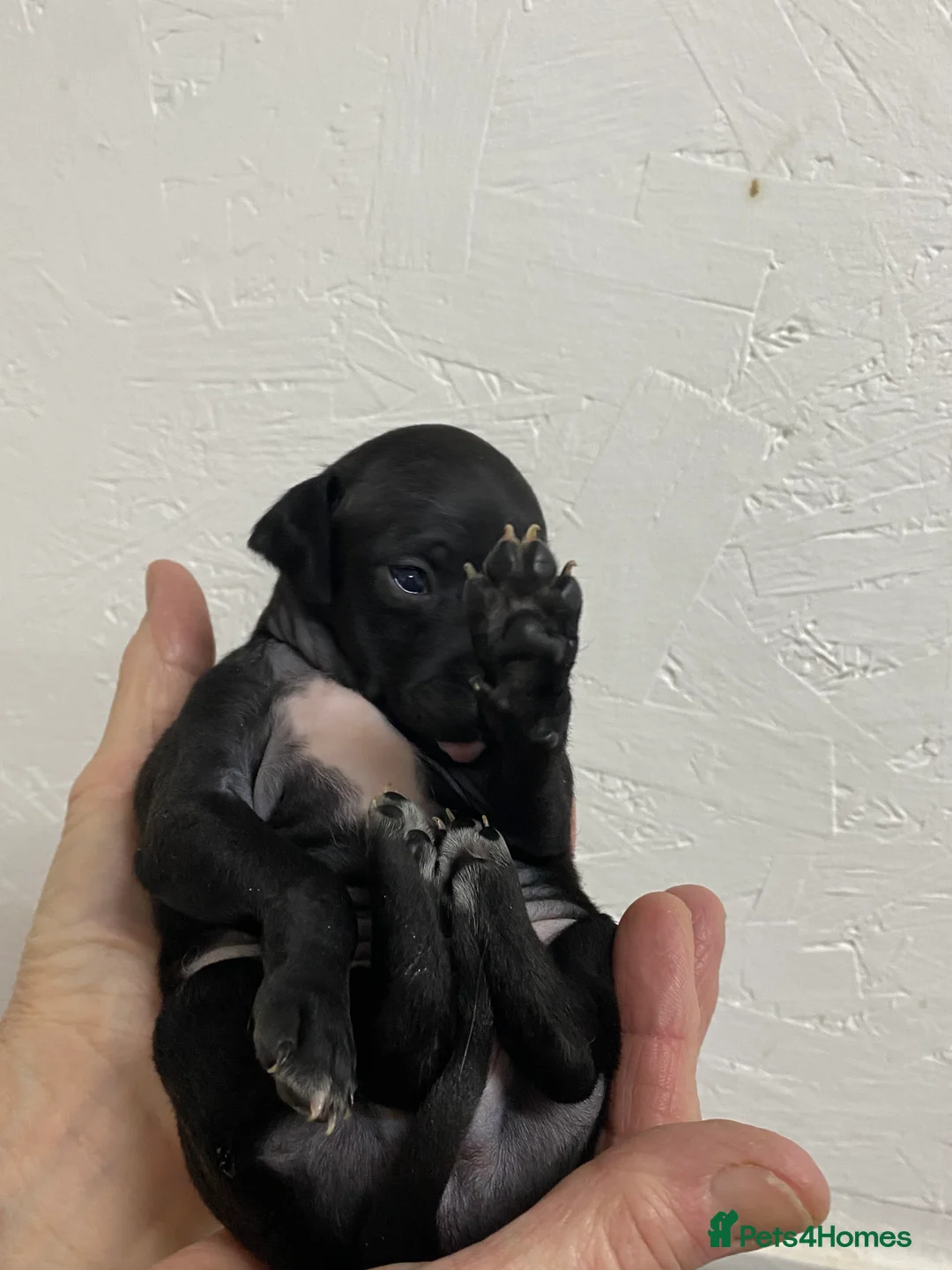 Italian Greyhound dogs for sale: Beautiful Italian Greyhound Puppies - Advert 15