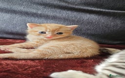 Bengal cats for sale: Ginger Kitten For Sale - Image 3