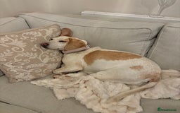 Beagle dogs for sale: Dog for sale - Image 5