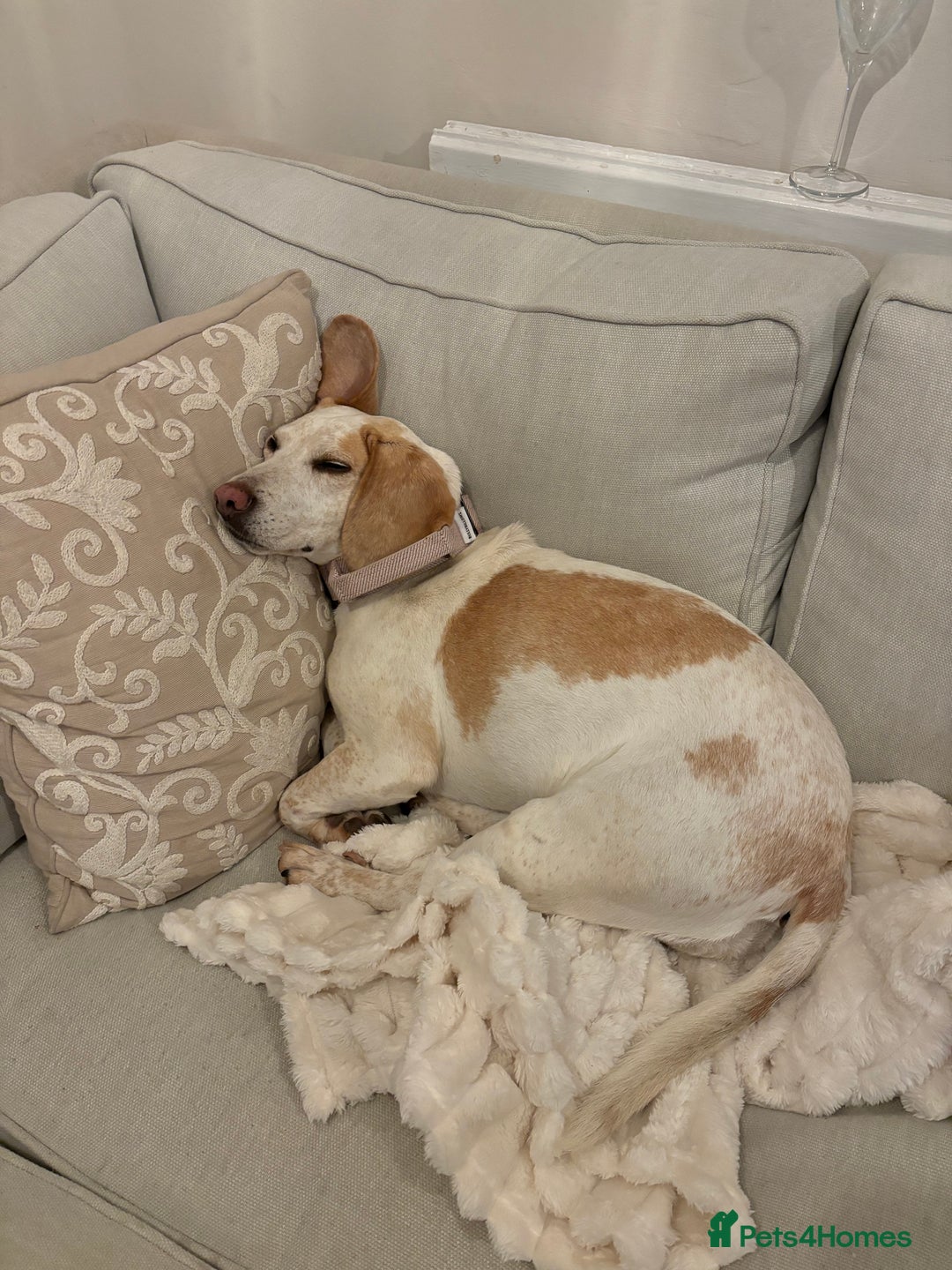 Beagle dogs for sale: Dog for sale - Image 5