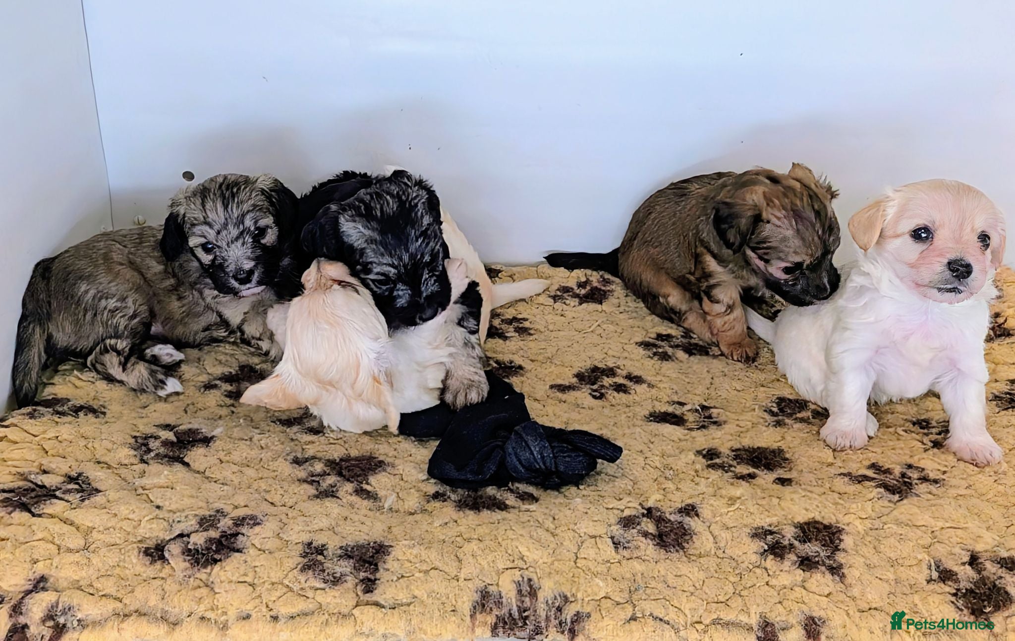 Mixed Breed dogs Yorkipoos - Advert 2