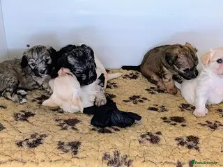 Mixed Breed dogs Yorkipoos - Advert 2