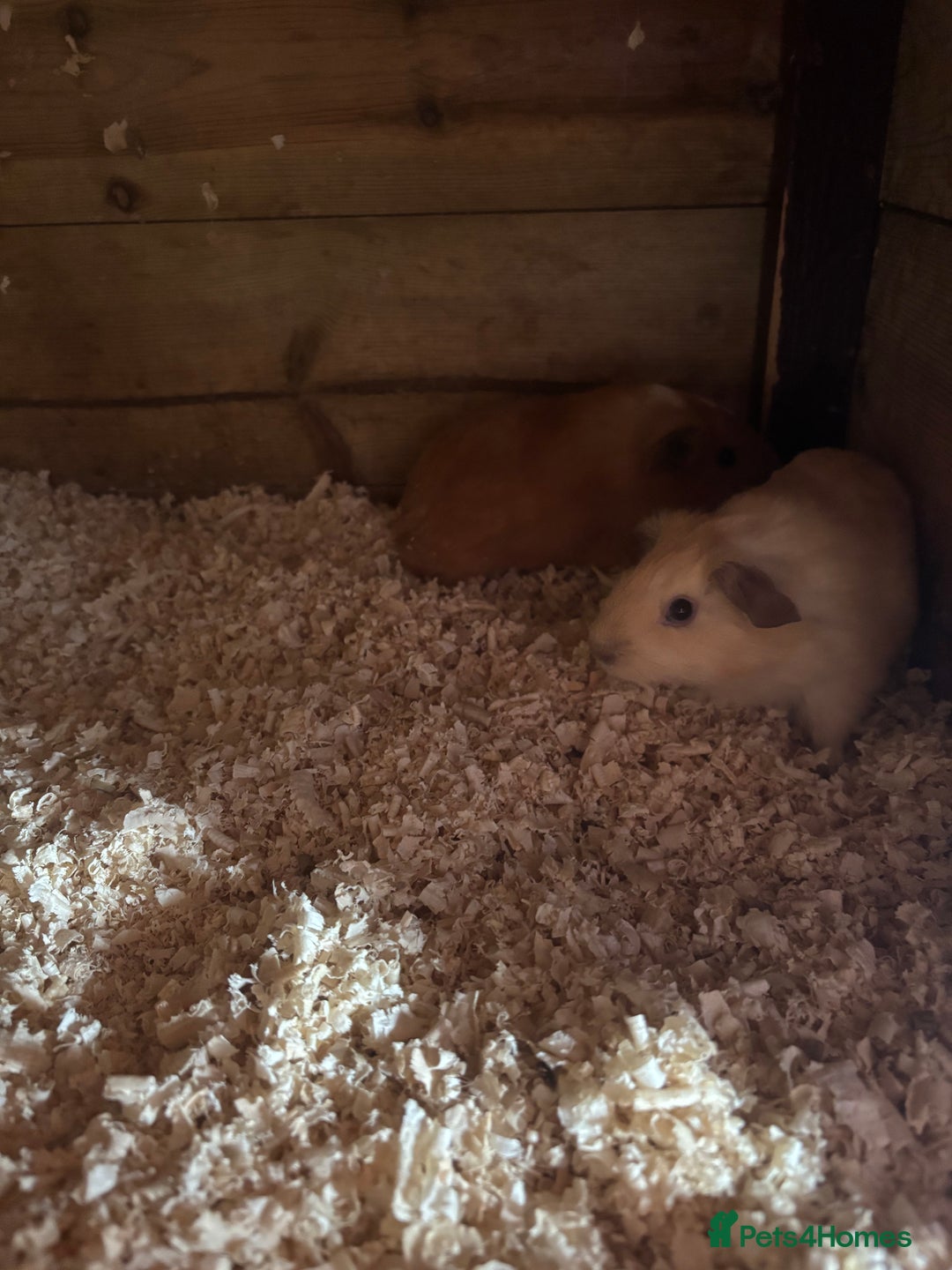 Guinea Pig rodents for sale: gorgeous baby guinea pigs for sale - Image 4