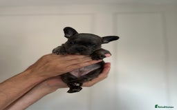 French Bulldog dogs for sale: KC Registered French Bulldogs  - Image 2