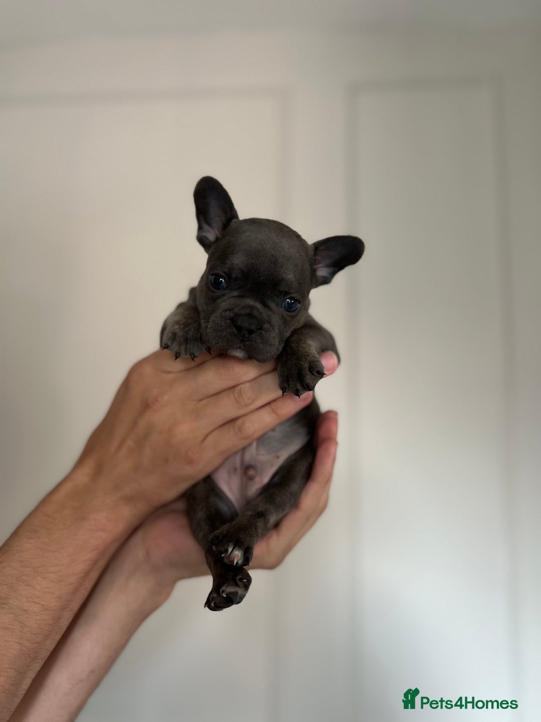 French Bulldog dogs for sale: KC Registered French Bulldogs  - Image 2