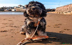 Cockapoo dogs for sale: Rehoming beloved family pet - Image 4