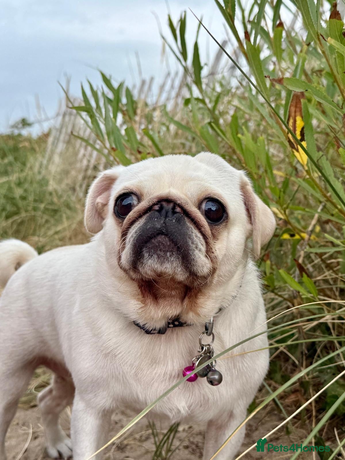 Pug dogs My pip - Advert 1