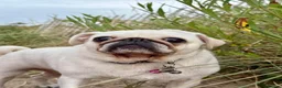 Pug dogs for sale: My pip - Advert 1
