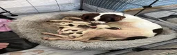 English Springer Spaniel dogs for sale: Beautiful Springer Spaniel Puppies  in Swadlincote - Advert 26