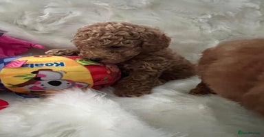 Cavapoo dogs Mixed litter of adorable cavapoo puppies - Advert 4