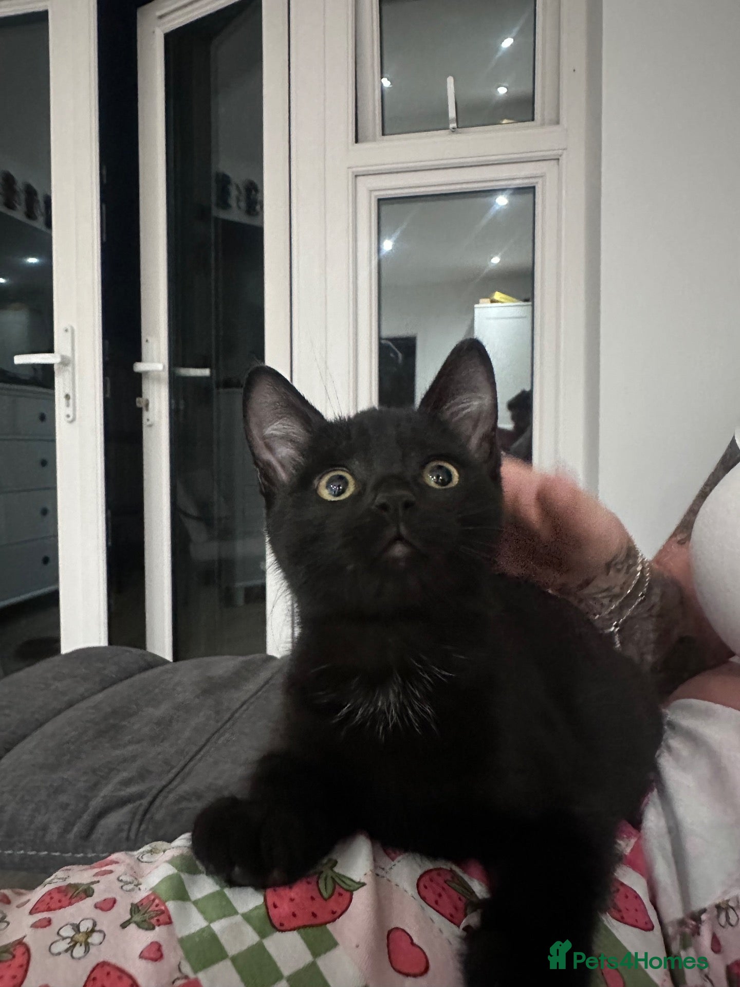 Mixed Breed cats 3 loving kittens ready for their forever home  - Advert 6